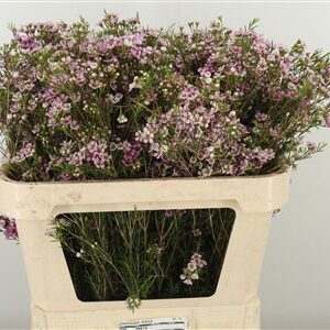 Chamelauc Maira – čerstvý rezaný kvet, dĺžka: 75 cm, pôvod: PE