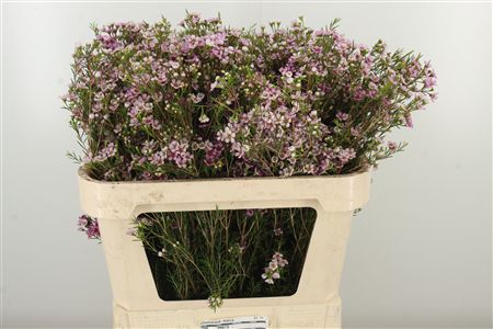 Chamelauc Maira – čerstvý rezaný kvet, dĺžka: 75 cm, pôvod: PE