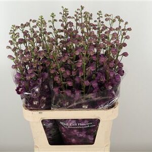 Delphinium El Amor Red Wine – čerstvý rezaný kvet, dĺžka: 80 cm, červená farba