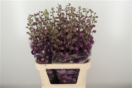 Delphinium El Amor Red Wine – čerstvý rezaný kvet, dĺžka: 80 cm, červená farba