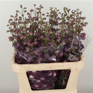 Delphinium El Amor Red Wine – čerstvý rezaný kvet, dĺžka: 80 cm, červená farba