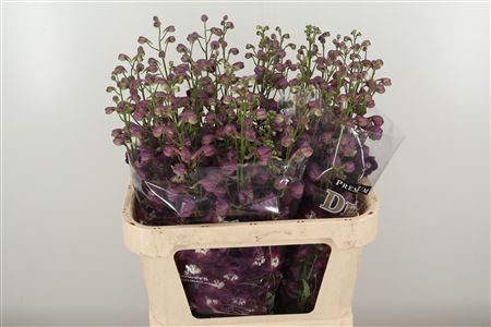 Delphinium El Amor Red Wine – čerstvý rezaný kvet, dĺžka: 80 cm, červená farba