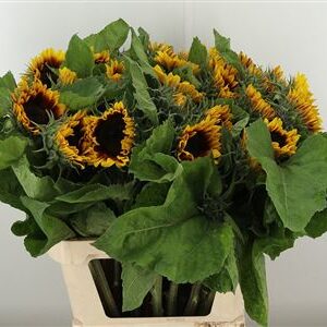 Helianthus Solano Flame – čerstvý rezaný kvet, dĺžka: 85 cm, pôvod: NL