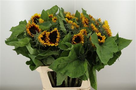 Helianthus Solano Flame – čerstvý rezaný kvet, dĺžka: 85 cm, pôvod: NL