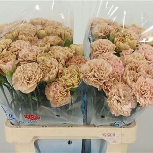 Ružový karafiát Di St Lege Pink s dĺžkou 60 cm