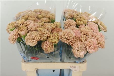 Ružový karafiát Di St Lege Pink s dĺžkou 60 cm
