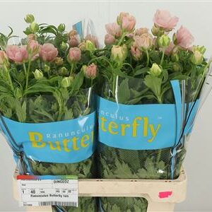 Ran Butterfly Isis Pink – čerstvý rezaný kvet, dĺžka: 50 cm, pôvod: KE