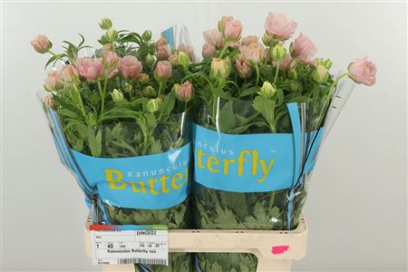 Ran Butterfly Isis Pink – čerstvý rezaný kvet, dĺžka: 50 cm, pôvod: KE