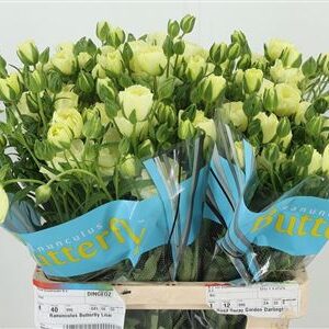 Ran Butterfly Litai Cream – čerstvý rezaný kvet, dĺžka: 70 cm, pôvod: KE