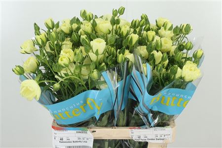 Ran Butterfly Litai Cream – čerstvý rezaný kvet, dĺžka: 70 cm, pôvod: KE