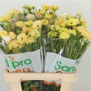 Ran Mag Caramel – čerstvý rezaný kvet, dĺžka: 70 cm, pôvod: KE