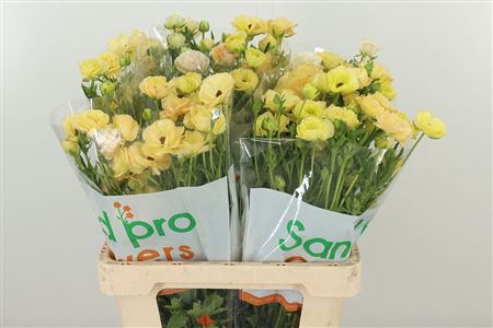 Ran Mag Caramel – čerstvý rezaný kvet, dĺžka: 70 cm, pôvod: KE