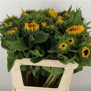 Helianthus Sunrich Orange – čerstvý rezaný kvet, dĺžka: 80 cm, pôvod: NL