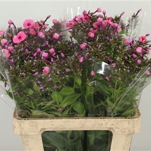 Phlox Pink Eyes 70 cm