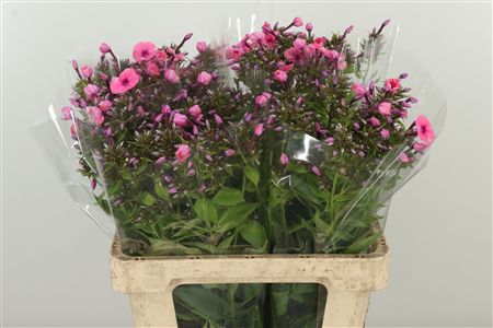 Phlox Pink Eyes 70 cm