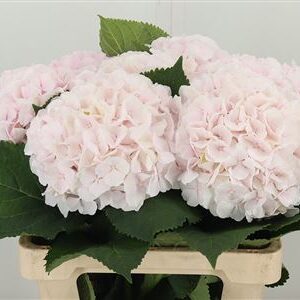 Hydr M Sweet Verena Pale Pink – čerstvý rezaný kvet, dĺžka: 60 cm, pôvod: NL