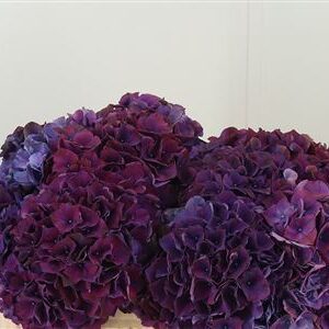 Hortenzia M Rubyred Aubergine 50 cm