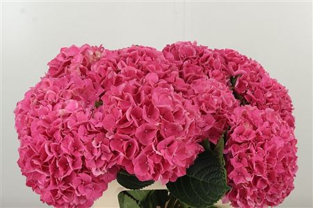 Hortenzia veľkokvetá M Glowing Alps Dark Pink – čerstvý rezaný kvet, dĺžka: 60 cm, pôvod: NL