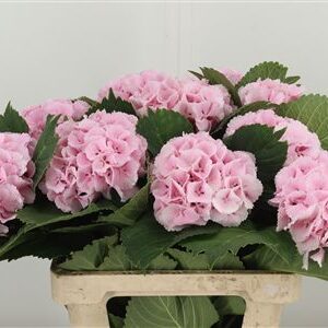 Hortenzia M Lolly Pop White