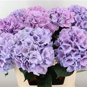 Hortenzia M Royal Benefit
