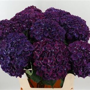 Hortenzia Mon Amour Purple s dĺžkou 80 cm