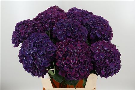 Hortenzia Mon Amour Purple s dĺžkou 80 cm