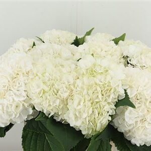 Hortenzia metlinatá Cannonball White – čerstvý rezaný kvet, dĺžka: 60 cm, pôvod: NL