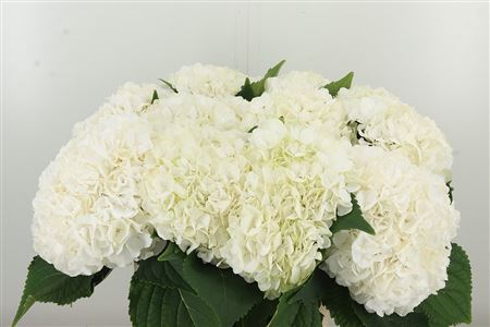 Hortenzia metlinatá Cannonball White – čerstvý rezaný kvet, dĺžka: 60 cm, pôvod: NL
