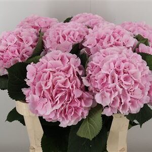 Hydr M Verena Pink – čerstvý rezaný kvet, dĺžka: 80 cm, pôvod: NL