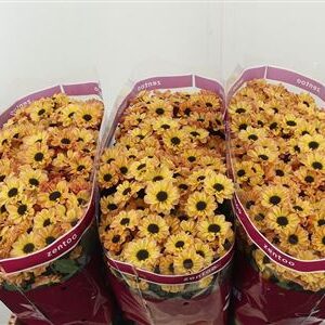 Chryzantéma San Doria 55 cm