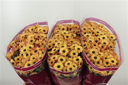 Chryzantéma San Doria 55 cm