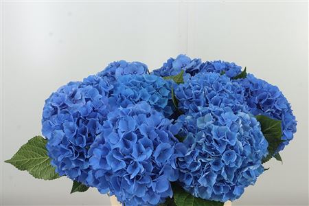 Hortenzia veľkokvetá 'Pompidou' – čerstvý rezaný kvet, dĺžka: 70 cm, pôvod: NL