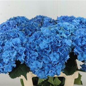 Hortenzia M Royal Parade Blue 50 cm
