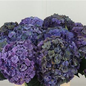 Hortenzia M Roy Anastasia Purple