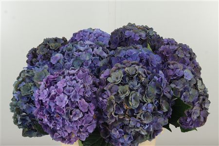 Hortenzia M Roy Anastasia Purple