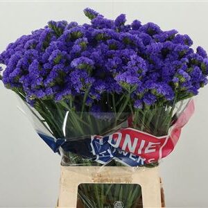 Tmavomodré kvety Limonium Crystal Dark Blue
