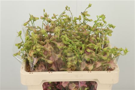 Delph Bel Pink Sensation – čerstvý rezaný kvet, dĺžka: 50 cm, pôvod: NL