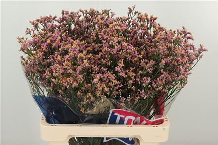 Limonium Sin Naomi Diamond s bielymi drobnými kvietkami