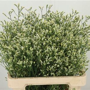 Limon Sin Clear Diamond – čerstvý rezaný kvet, dĺžka: 65 cm, pôvod: NL