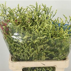 Limonium Sin Naomi Diamond s bielymi drobnými kvietkami