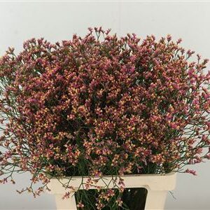 Limonium Sin Tiffany Diamond
