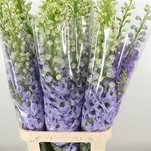 Delphinium El Dewi Rocket White Black Eye