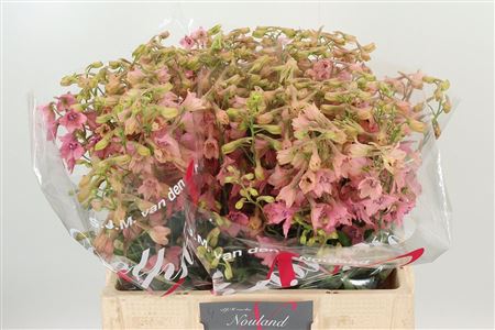 Ružový Delphinium Bel Pink Sensation