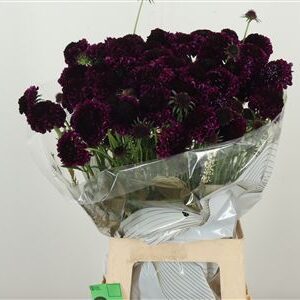 Scabiosa Red Velvet Scoop – čerstvý rezaný kvet, dĺžka: 70 cm, pôvod: NL