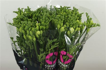 Zmiešané farby frézií s dĺžkou 50 cm