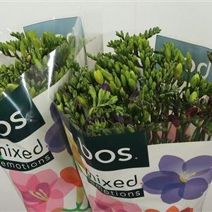 Fr En Mixed – čerstvý rezaný kvet, dĺžka: 50 cm, pôvod: NL