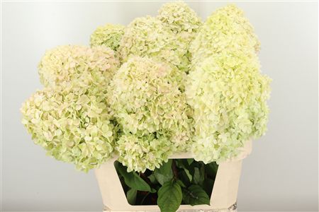 Hortenzia metlinatá Limelight rezaná s dĺžkou 65 cm
