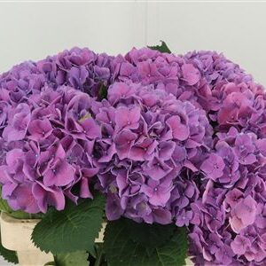 Fialová hortenzia M Cassanova Milka s výškou 80 cm