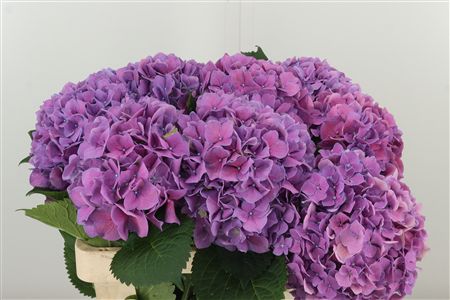 Hydr M Cassanova Milka – čerstvý rezaný kvet, dĺžka: 60 cm, pôvod: NL