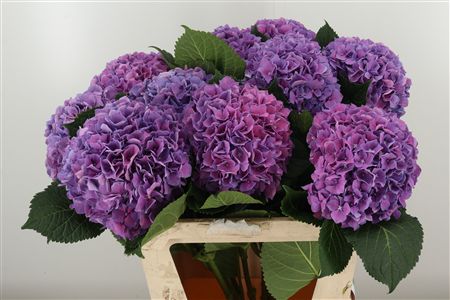 Fialová hortenzia M Cassanova Milka s výškou 80 cm